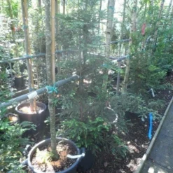 Kustmammoetboom (Sequoia Sempervirens) 11 Kustmammoetboom (Sequoia Sempervirens) -Groen Ziel Verkoop sequoia sempervirens 125 150 c20