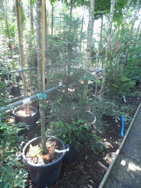 Kustmammoetboom (Sequoia Sempervirens) 4 Kustmammoetboom (Sequoia Sempervirens) - Afbeelding 4