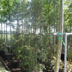 Kustmammoetboom (Sequoia Sempervirens) 13 Kustmammoetboom (Sequoia Sempervirens) -Groen Ziel Verkoop sequoia sempervirens 200 250 c35 1