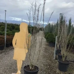 Chinese Judasboom (Cercis Chinensis 'Shirobana') 9 Chinese Judasboom (Cercis Chinensis 'Shirobana') -Groen Ziel Verkoop shirobana200 1