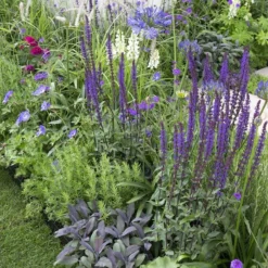 Borderpakket Smalle Border In Paars