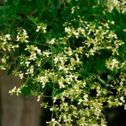 Grote Honingboom (Sophora Japonica 'Regent')