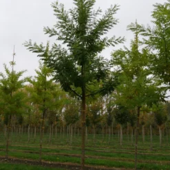 Grote Honingboom (Sophora Japonica 'Regent') -Groen Ziel Verkoop sophora japonica regent 25 30 lv
