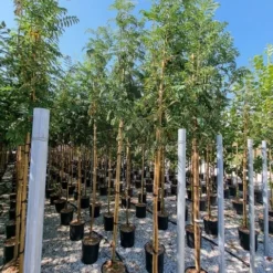 Gewone Lijsterbes (Sorbus Aucuparia) -Groen Ziel Verkoop sorbus aucuparia 8 10 2