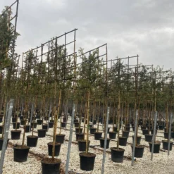 Steeneik Als Leiboom (Quercus Ilex) 11 Steeneik Als Leiboom (Quercus Ilex) -Groen Ziel Verkoop steeneik leivorm 15x120 2