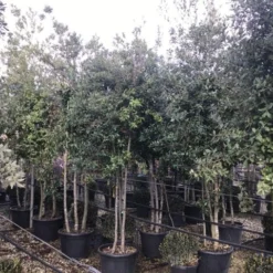 Steeneik Meerstammig (Quercus Ilex) -Groen Ziel Verkoop steeneikmeerstam01