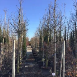 Groen Ziel Verkoop -Groen Ziel Verkoop susanalsboom16 18 1