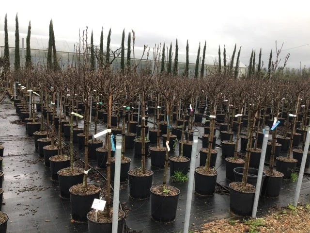 Beverboom Op Stam (Magnolia 'Susan') 2 Beverboom Op Stam (Magnolia 'Susan') - Afbeelding 2