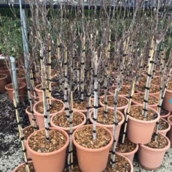 Beverboom Op Stam (Magnolia 'Susan') 5 Beverboom Op Stam (Magnolia 'Susan') -Groen Ziel Verkoop susanopstam50cm