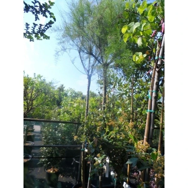 Tamarisk Als Boom (Tamarix Gallica) 3 Tamarisk Als Boom (Tamarix Gallica) - Afbeelding 3