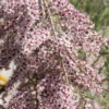 Tamarisk Als Boom (Tamarix Gallica)