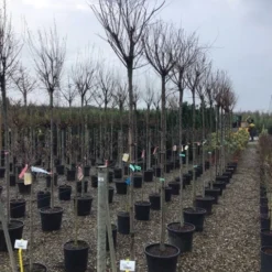 Tamarisk Als Boom (Tamarix Gallica) 7 Tamarisk Als Boom (Tamarix Gallica) -Groen Ziel Verkoop tamarixgallica01 1