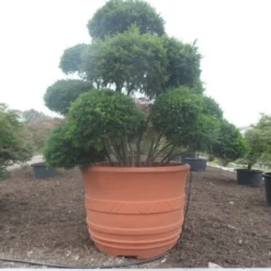 Taxus Als Bonsai (Taxus Baccata) -Groen Ziel Verkoop taxus baccata bonsai 300 400 c1800