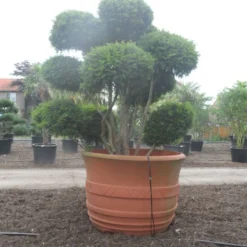 Taxus Als Bonsai (Taxus Baccata) -Groen Ziel Verkoop taxus baccata bonsai 300 400 c1800 2