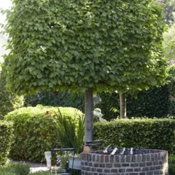 Leilinde (Tilia Vulgaris 'Pallida')