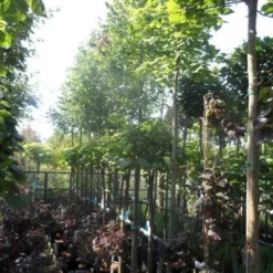 Lindeboom (Tilia Platyphyllos) -Groen Ziel Verkoop tilia platyphyllos 12 14 16ho cont