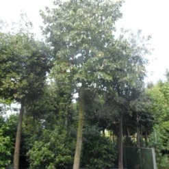 Lindeboom (Tilia Platyphyllos) -Groen Ziel Verkoop tilia platyphyllos 40 50ho c1000