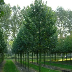 Grote Zilverlinde (Tilia Tomentosa) -Groen Ziel Verkoop tilia tomentosa s 30 35