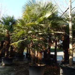 Winterharde Palm Meerstammig (Trachycarpus Fortunei) 11 Winterharde Palm Meerstammig (Trachycarpus Fortunei) -Groen Ziel Verkoop trachycarpus fortunei 3 stammig
