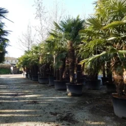 Winterharde Palm Meerstammig (Trachycarpus Fortunei) 10 Winterharde Palm Meerstammig (Trachycarpus Fortunei) -Groen Ziel Verkoop trachycarpus fortunei 3 stammig 2 1