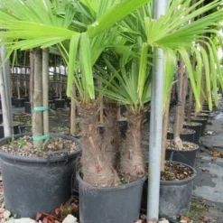 Winterharde Palm Meerstammig (Trachycarpus Fortunei) 15 Winterharde Palm Meerstammig (Trachycarpus Fortunei) -Groen Ziel Verkoop trachycarpus fortunei multistam 1
