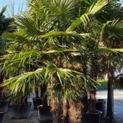 Winterharde Palm Meerstammig (Trachycarpus Fortunei) 13 Winterharde Palm Meerstammig (Trachycarpus Fortunei) -Groen Ziel Verkoop trachycarpus meerstammig 2 1