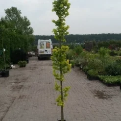 Goudiep (Ulmus Hollandica 'Wredei') -Groen Ziel Verkoop ulmnus h. wredei