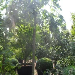 Treuriep (Ulmus Glabra 'Pendula') -Groen Ziel Verkoop ulmus glabra pendula 20 25ho c160