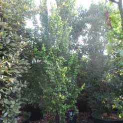 Goudiep (Ulmus Hollandica 'Wredei') -Groen Ziel Verkoop ulmus hollandica wredei 350 400 450 cont