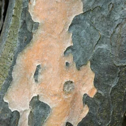 Grote Parrotia (Parrotia Persica) -Groen Ziel Verkoop vaem01237