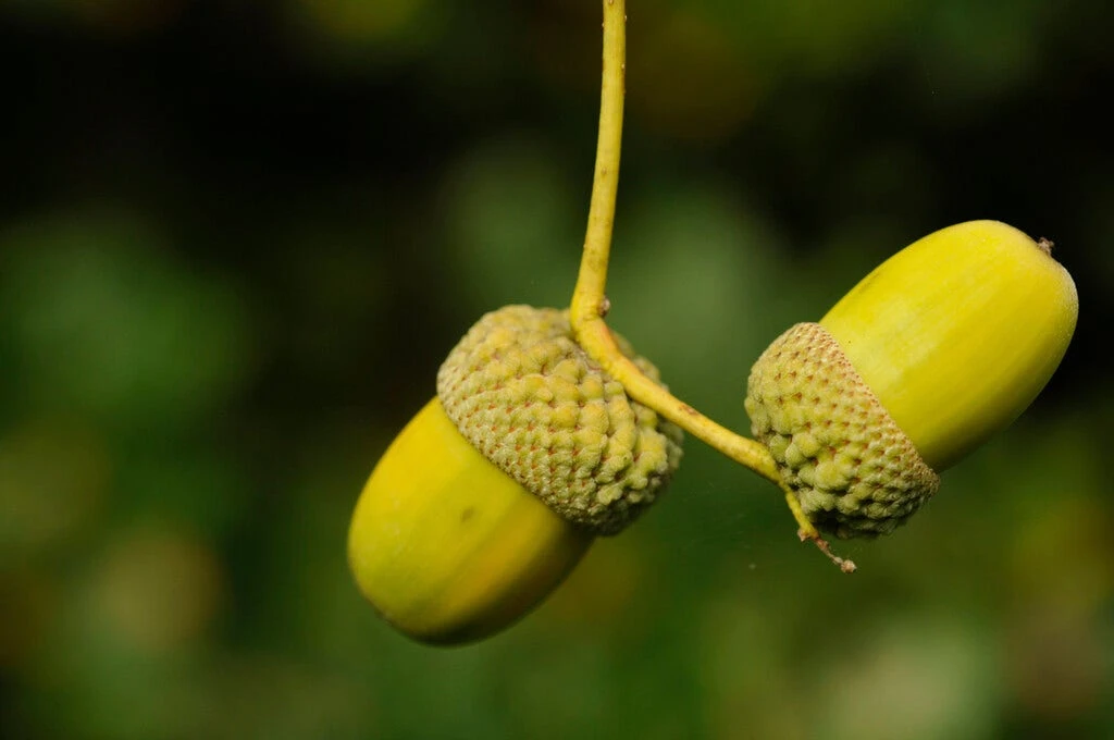 Grote Zomereik (Quercus Robur) 1 Grote Zomereik (Quercus Robur)