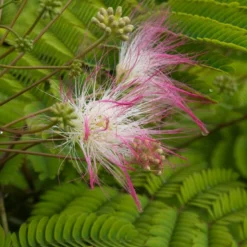 Perzische Slaapboom (Albizia Julibrissin)
