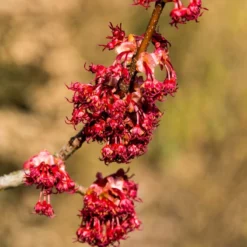 Grote Esdoorn (Acer Rubrum 'Red Sunset') -Groen Ziel Verkoop vaem11587