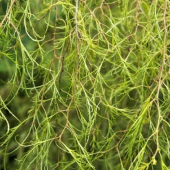 Berk (Betula Pendula 'Karaca')