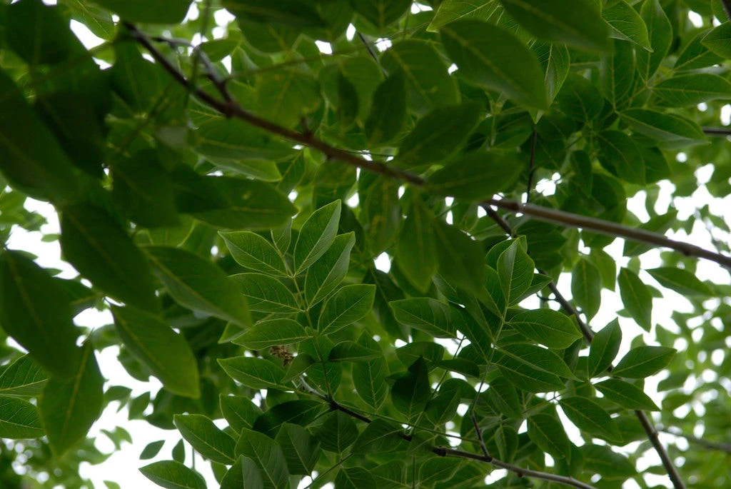 Maackia (Maackia Amurensis) 2 Maackia (Maackia Amurensis) - Afbeelding 2