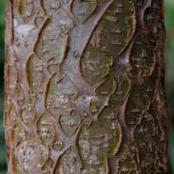 Maackia (Maackia Amurensis) -Groen Ziel Verkoop vami04434 1