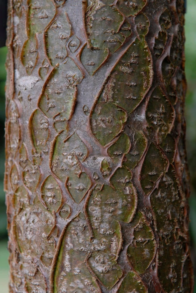 Maackia (Maackia Amurensis) 3 Maackia (Maackia Amurensis) - Afbeelding 3