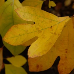 Sassafras (Sassafras Albidum) 10 Sassafras (Sassafras Albidum) -Groen Ziel Verkoop vami08983