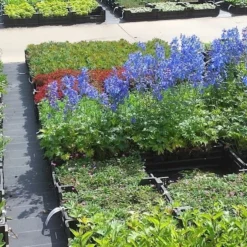 Planten Verrassingspakket