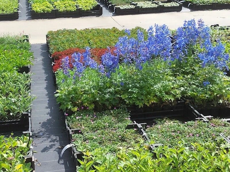 Planten Verrassingspakket 1 Planten Verrassingspakket