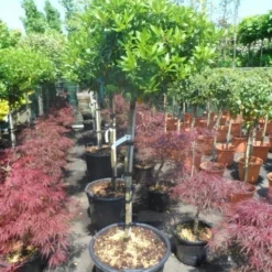 Sneeuwbal Op Stam (Viburnum Tinus 'Eve Price') -Groen Ziel Verkoop viburnum tinus eve price 100 110stam c35