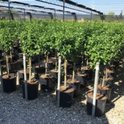 Sneeuwbal Op Stam (Viburnum Tinus 'Eve Price') -Groen Ziel Verkoop viburnum tinus eve price 50cm stem