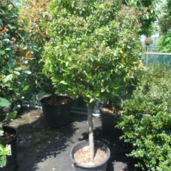 Sneeuwbal Op Stam (Viburnum Tinus 'Eve Price') -Groen Ziel Verkoop viburnum tinus eve price 70 80stam c50 extra