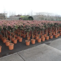 Sneeuwbal Op Stam (Viburnum Tinus 'Eve Price') -Groen Ziel Verkoop viburnum tinus op stam 2