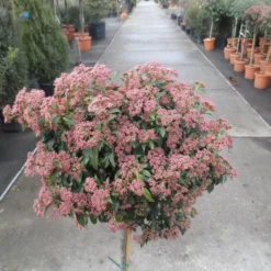 Sneeuwbal Op Stam (Viburnum Tinus 'Eve Price') -Groen Ziel Verkoop viburnum tinus op stam 3