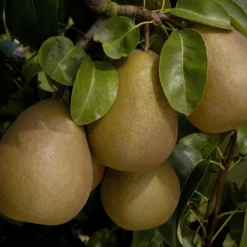 Perenboom (Pyrus Communis 'Beurre Hardy')