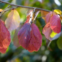 Grote Parrotia (Parrotia Persica) -Groen Ziel Verkoop visi105613
