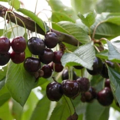 Lei-Kers (Prunus Avium 'Lapins')