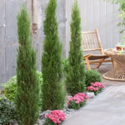 Italiaanse Cypres (Cupressus Sempervirens 'Stricta') -Groen Ziel Verkoop visi198162 1