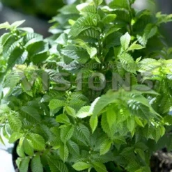 Groen Ziel Verkoop 15 Dwergiep (Ulmus Minor 'Jacqueline Hillier')